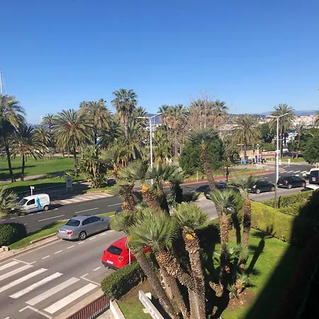 Croisette - Palm